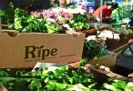 Ripe Market to return with extended edition